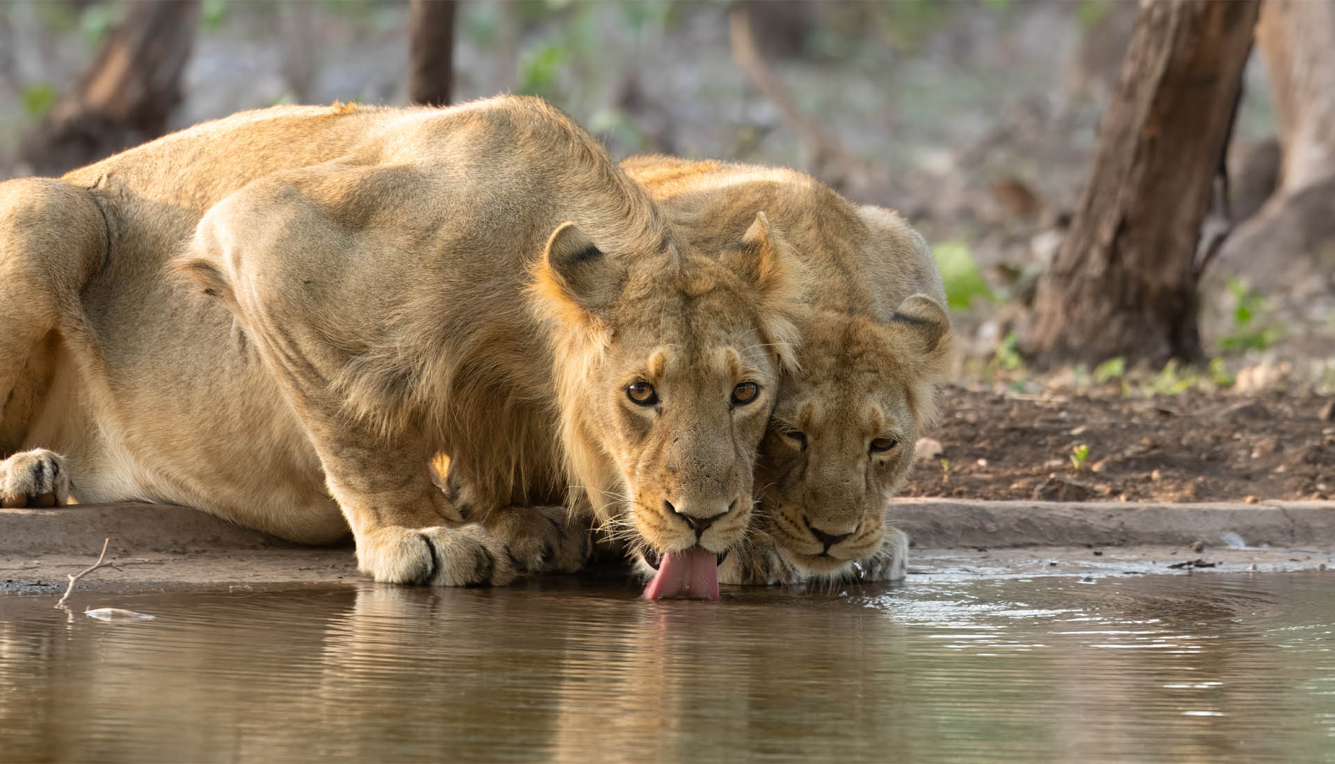 Gujarat Heritage & Gir Safari Tour