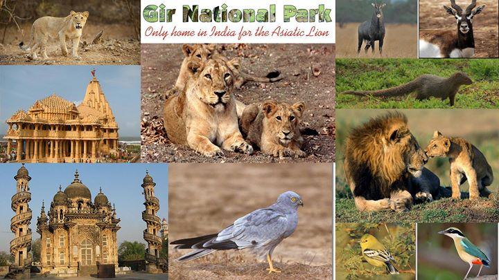 Gujarat Heritage & Gir Safari Tour